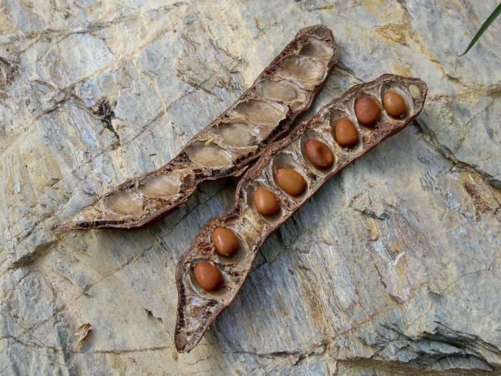 Garrova