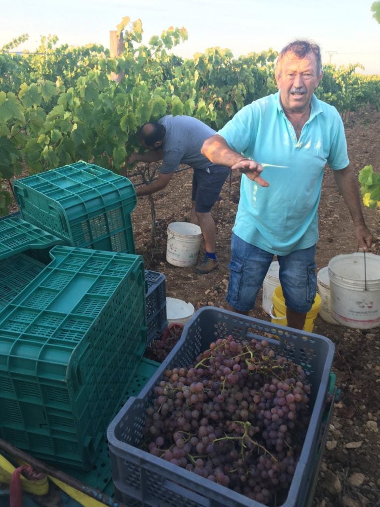 Toni Gelabert fa feina a peu de vinya aquests dies tot pendent del cel  | DO Pla i Llevant