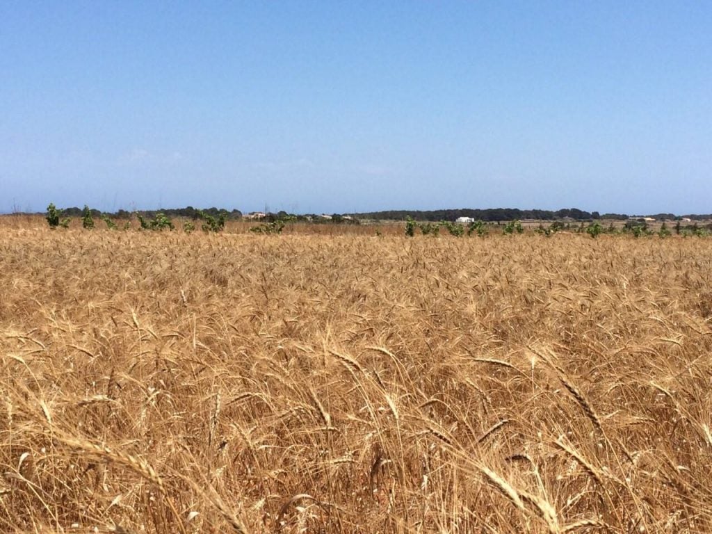 Cooperativa del Camp de Formentera