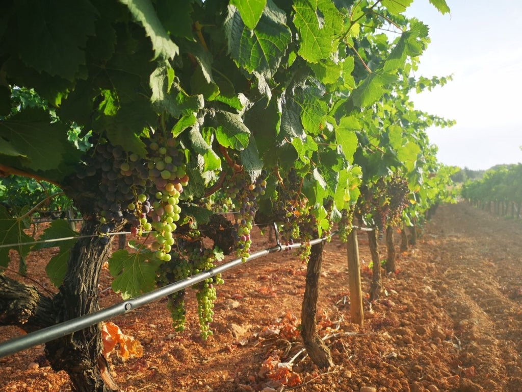 Superfície de vinya a Balears