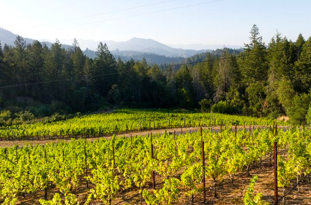 Les vinyes de Cabernet Sauvignon de la finca continuen cuidades i el seu raïm ha donat vins premiats | Sotheby’s International Realty