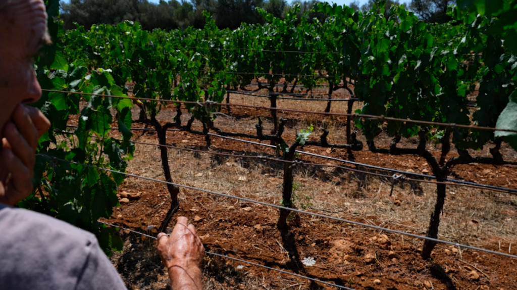 Joan Oliver mira uns ceps afectats per la Xylella / APAEMA