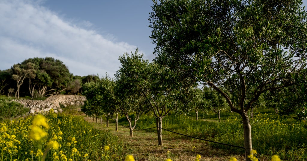 Un paisatge d'oliveres de Menorca / Cedida