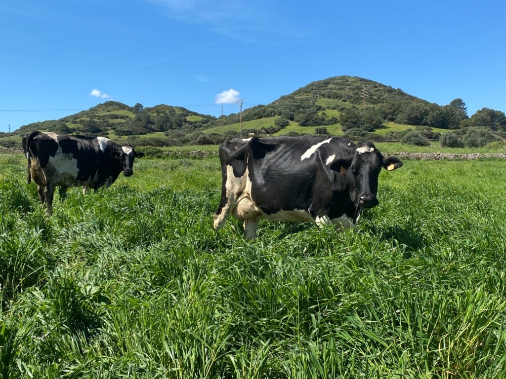 Imatge d'una vaca a un prat de Menorca / Cedida
