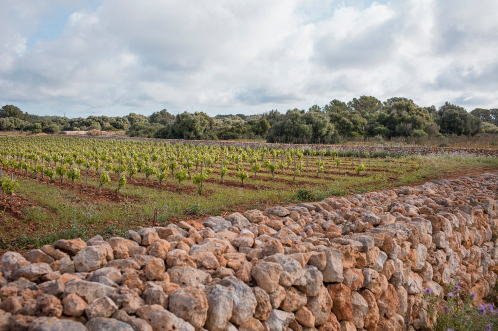 Imatge d'una vinya del projecte Torralba