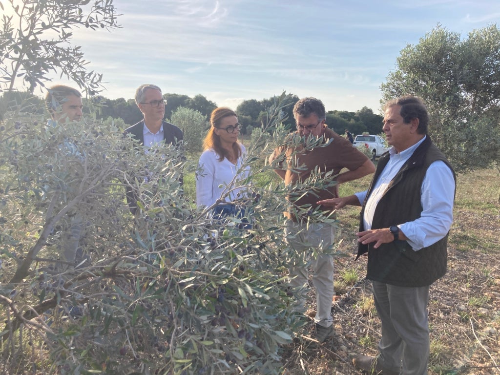 L'inici de campanya de l'oli no se'l va voler perdre el conseller d’Agricultura, Pesca i Medi Natural del Govern Balear, Joan Simonet, que va visitar la finca de Morvedra de Ciutadella juntament amb el director general de Qualitat Agroalimentària i Producte Local, Joan Llabrés i la consellera d’Economia i Serveis Generals del Consell Insular de Menorca, Maria Antònia Taltavull / Cedida