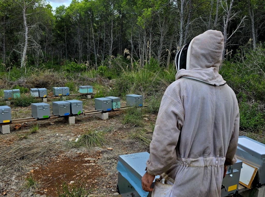 Apicultor que treballa amb les seves abelles a Menorca / Cedida