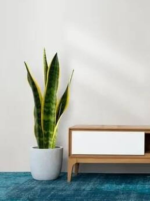 La Sansevieria de Leroy Merlin que no exigeix cures: la «llengua de sogra» perfecta per interior