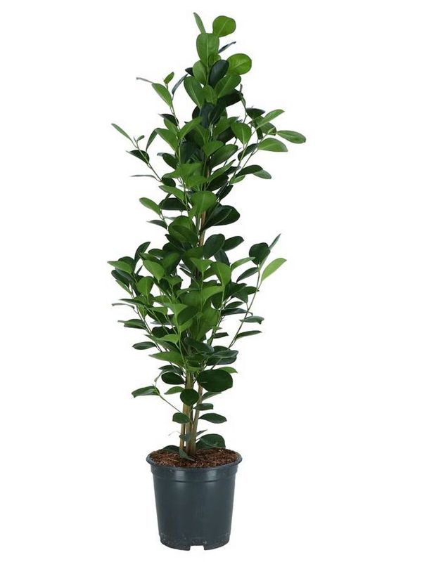 La planta d'Ikea que soluciona els racons buits del saló: per 13 euros i 95 centímetres