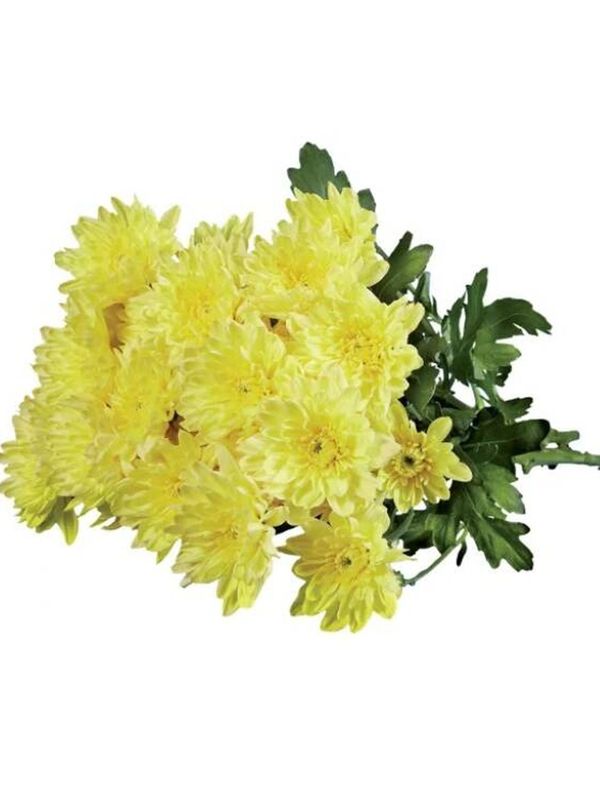 La joia floral de Lidl per a la tardor: colorida i per menys de 4 euros
