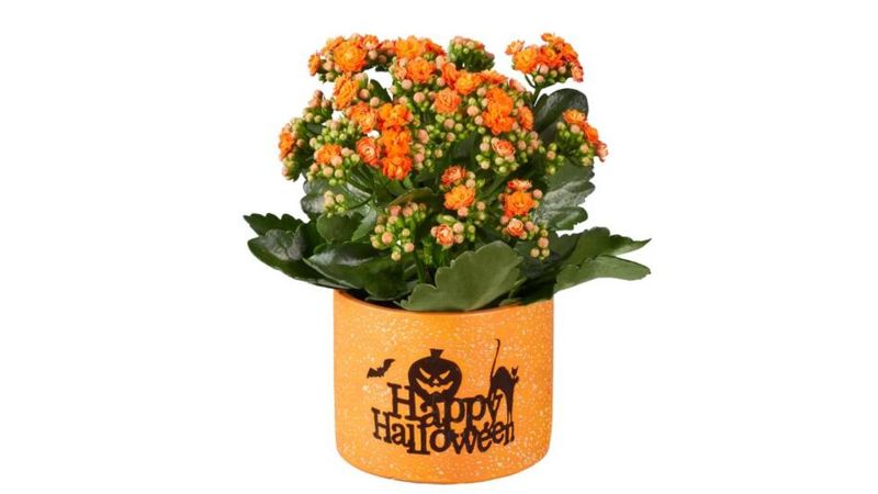 Lidl revoluciona la decoraci&oacute; de la llar amb una planta perenne d'origen afric&agrave;