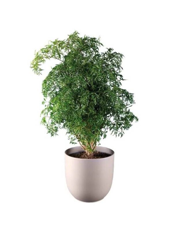 Digues adeu al rac&oacute; buit: les plantes altes de Lidl s&oacute;n decoratives i molt f&agrave;cils d'integrar